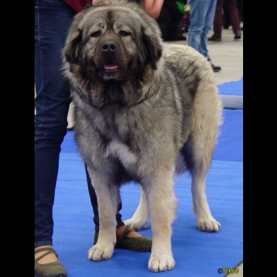 IDS PRAGA'18 - VALKYRIA