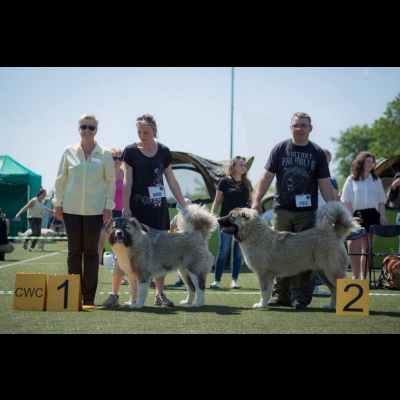 IDS ŁÓDŹ'18 - VALKYRIA - NAJLEPSZA DOROSŁA SUKA, ZWYCIĘZCA RASY, CWC, CACIB