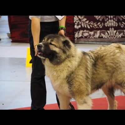 IDS LUBLIN'19 - BAGIRA - NAJLEPSZA DOROSŁA SUKA, ZWYCIĘZCA RASY, CWC, CACIB,