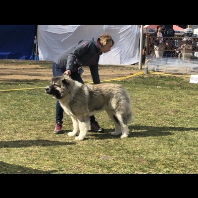 NDS ZIELONA GÓRA'19 - BAGIRA - BEST BITCH, BEST OF BREED, CWC