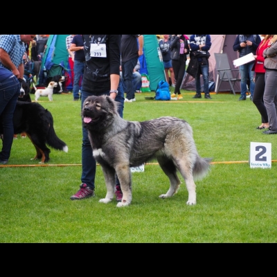 NDS GORZÓW WLKP.'19 - MARA