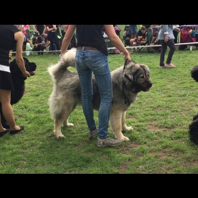 NDS DOBRE MIASTO'18 - VALKYRIA - NAJLEPSZA DOROSŁA SUKA, ZWYCIĘZCA RASY - CWC