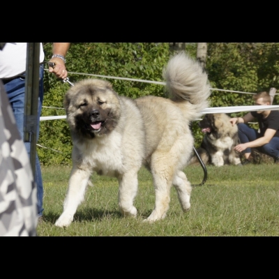 KWM WARSZAWA'19 - BALDUR