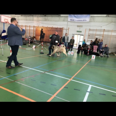 NDS MIELNO'18 - MIMIR - ZWYCIĘZCA MŁODZIEŻY, NAJLEPSZY JUNIOR W RASIE