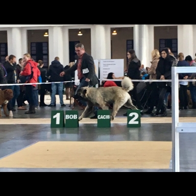 IDS POZNAŃ'18 - MIMIR, ZWYCIĘZCA MŁODZIEŻY, NAJLEPSZY JUNIOR W RASIE