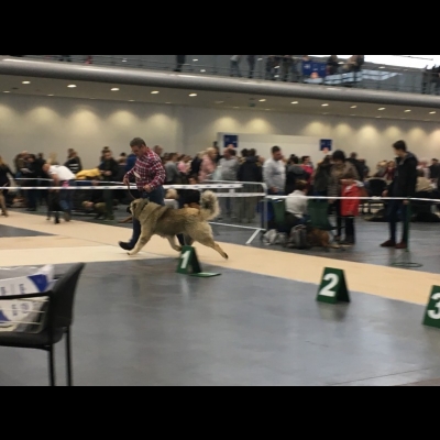 IDS POZNAŃ'18 - BALDUR - ZWYCIĘZCA MŁODZIEŻY, NAJLEPSZY JUNIOR W RASIE, MŁODZIEŻOWY ZWYCIĘZCA POLSKI