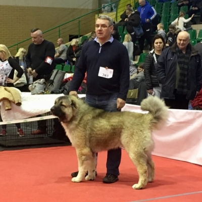 NDS BRODNICA'19 - BALDUR - NAJLEPSZY DOROSŁY PIES, ZWYCIĘZCA RASY, CWC