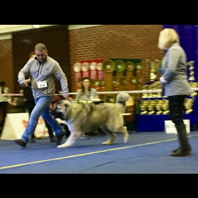 NDS GDAŃSK'19 - BALDUR - NAJLEPSZY DOROSŁY PIES, ZWYCIĘZCA RASY, CWC
