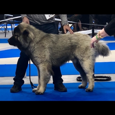 IDS WARSZAWA'19 - MIMIR - ZWYCIĘZCA MŁODZIEŻY