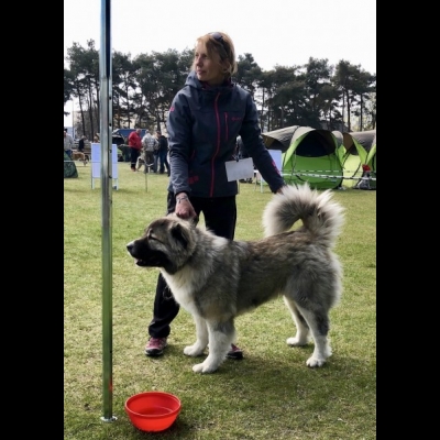 NDS GRUDZIĄDZ'19 - BAGIRA - BEST BITCH, BEST OF BREED, CWC