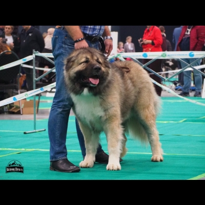 IDS BYDGOSZCZ'20 - BALDUR - CWC, Res.CACIB