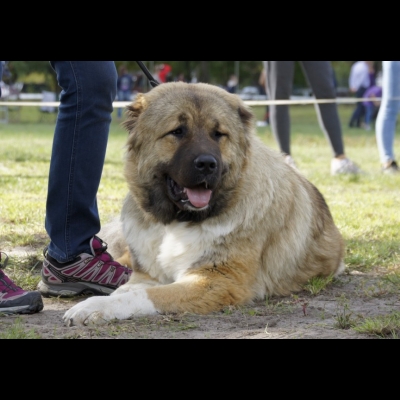 KWM WARSZAWA'19 - SULIKO