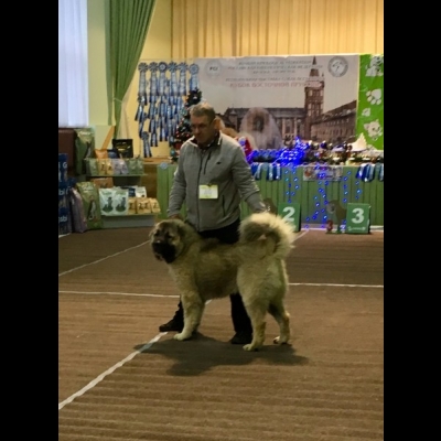 KALININGRAD - CAC - BALDUR - ZWYCIĘZCA MŁODZIEŻY, ZWYCIĘZCA RASY, CACJun