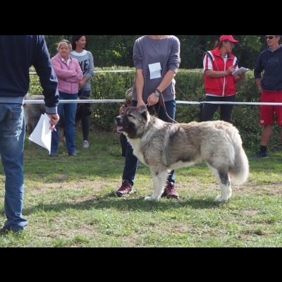 KWM WARSZAWA'19 - BAGIRA - NAJLEPSZA DOROSŁA SUKA , ZWYCIĘZCA PŁCI PRZECIWNEJ, ZWYCIĘZCA KLUBU'19, CWC
