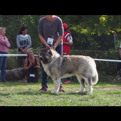 KWM WARSZAWA'19 - BAGIRA