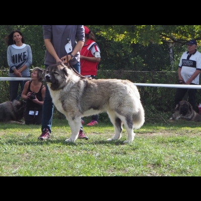 KWM WARSZAWA'19 - BAGIRA