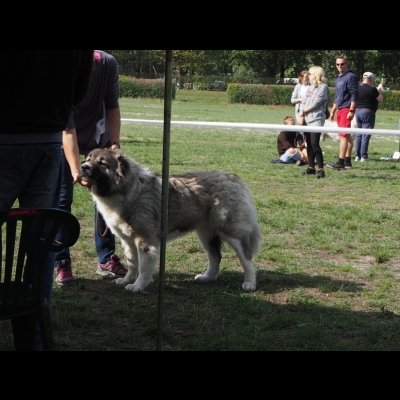KWM WARSZAWA'19 - BAGIRA