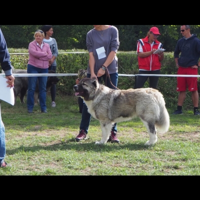 KWM WARSZAWA'19 - BAGIRA
