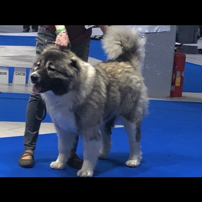 IDS WARSZAWA'19 - BAGIRA - BEST OF BITCH, BEST OF OPPOSITE SEX, CWC, CACIB