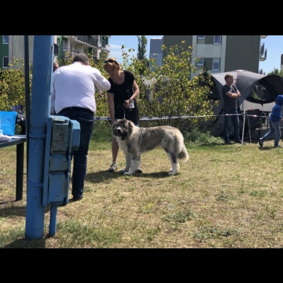 NDS USTKA'19 - BAGIRA - NAJLEPSZA DOROSŁA SUKA, ZWYCIĘZCA RASY, CWC