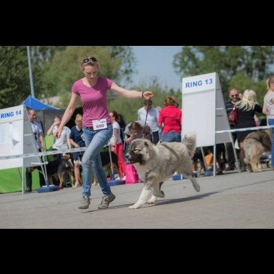 IDS OPOLE'18 -  BAGIRA