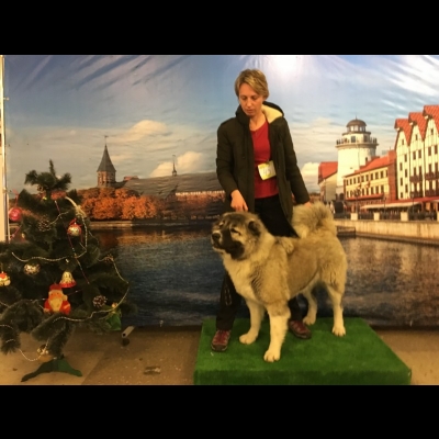 KALININGRAD - CAC - BAGIRA - ZWYCIĘZCA MŁODZIEŻY, ZWYCIĘZCA PŁCI PRZECIWNEJ , CACJun