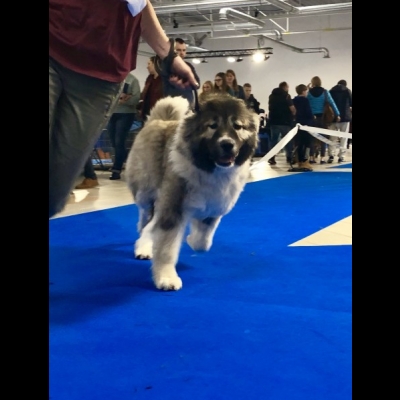 IDS WARSZAWA'19 - BAGIRA