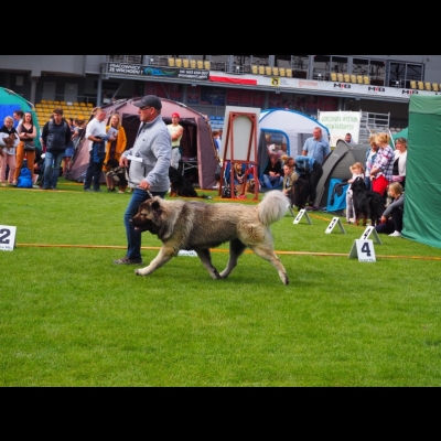 NDS GORZÓW WLKP.'19 - MIMIR