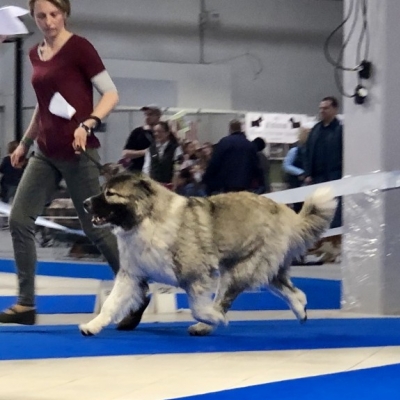 IDS WARSZAWA'19 - BAGIRA