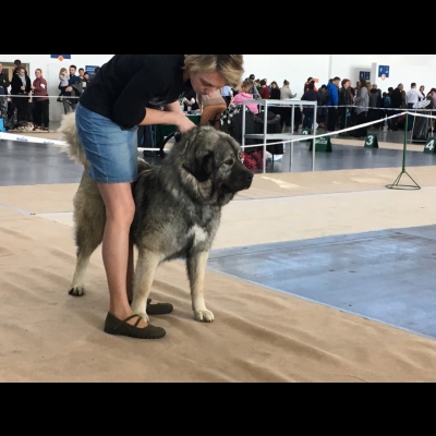 IDS POZNAŃ'18 - VALKYRIA, NAJLEPSZA DOROSŁA SUKA, ZWYCIĘZCA PŁCI PRZECIWNEJ, CWC, CACIB