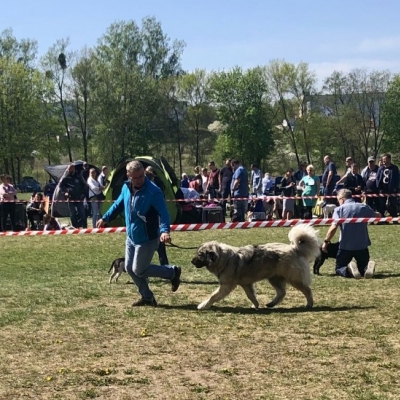 NDS DOBRE MIASTO'19 - VALKYRIA - NAJLEPSZA DOROSŁA SUKA, ZWYCIĘZCA RASY, CWC