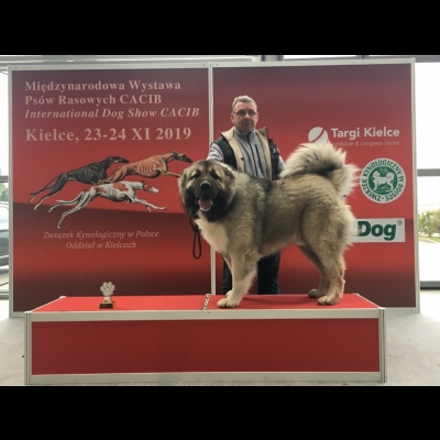 IDS KIELCE'19 - BALDUR - ZWYCIĘZCA RASY, ZWYCIĘZCA POLSKI KIELCE 2019, CWC, CACIB