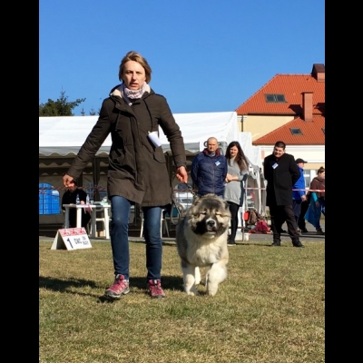 NDS CHOCEŃ'19 - BAGIRA