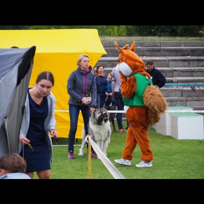 NDS INOWROCŁAW'19 - BAGIRA - NAJLEPSZA DOROSŁA SUKA, ZWYCIĘZCA RASY, CWC