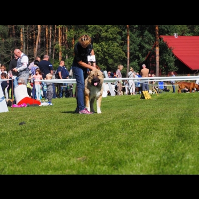 NDS WAWRZKOWIZNA'19 - SULIKO